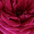 Czerwony  - Róża wielkokwiatowa - Hybrid Tea - Volcano